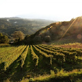 “CALICI DI STELLE”: TAPPA IN IRPINIA PER L’EVENTO DEL MOVIMENTO TURISMO DEL VINO