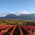 Il distretto Sannio Falanghina diventa Città europea del Vino 2019