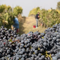 Vendemmia: nella patria del Vino Nobile di Montepulciano è per tutti