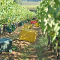 Vino Nobile di Montepulciano: al via la prima vendemmia delle “Pievi”