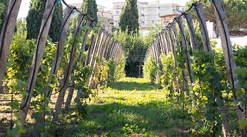 "Vigna Resilience": a Napoli la prima vigna didattica gestita da studenti