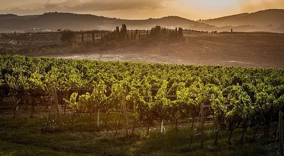 Cantine Aperte in Toscana con storie di vino... storie di pane…